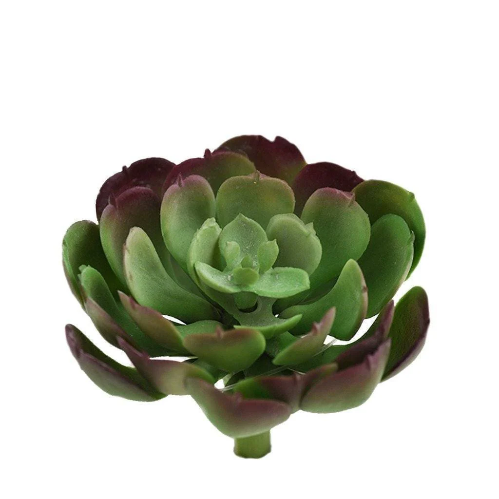 Echeveria