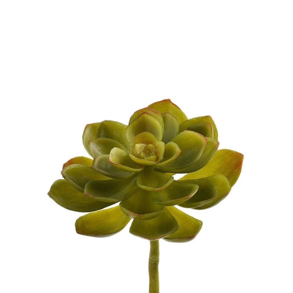 Echeveria