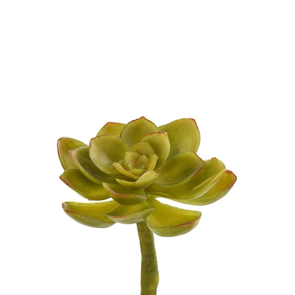 Echeveria