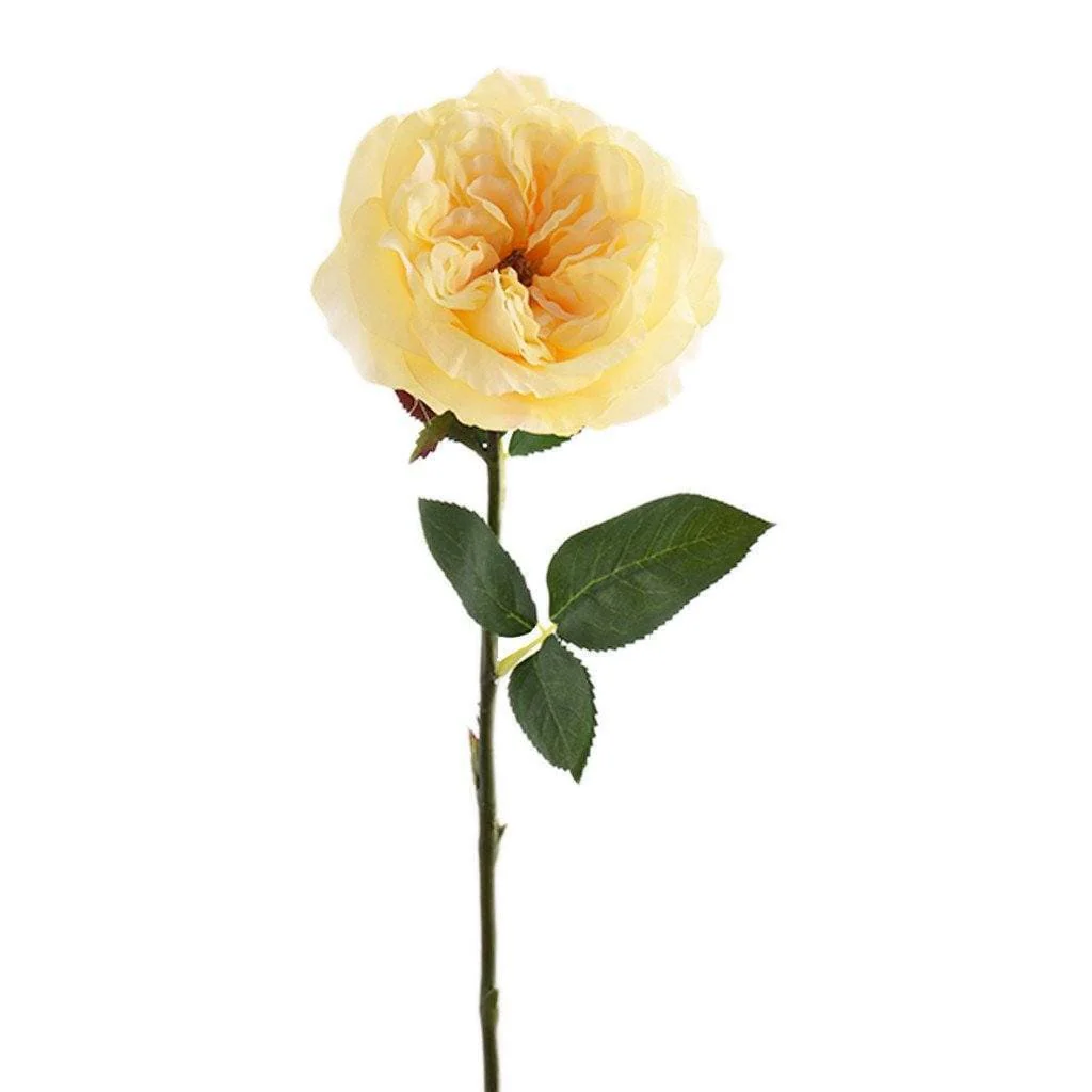 English Rose - Image 3