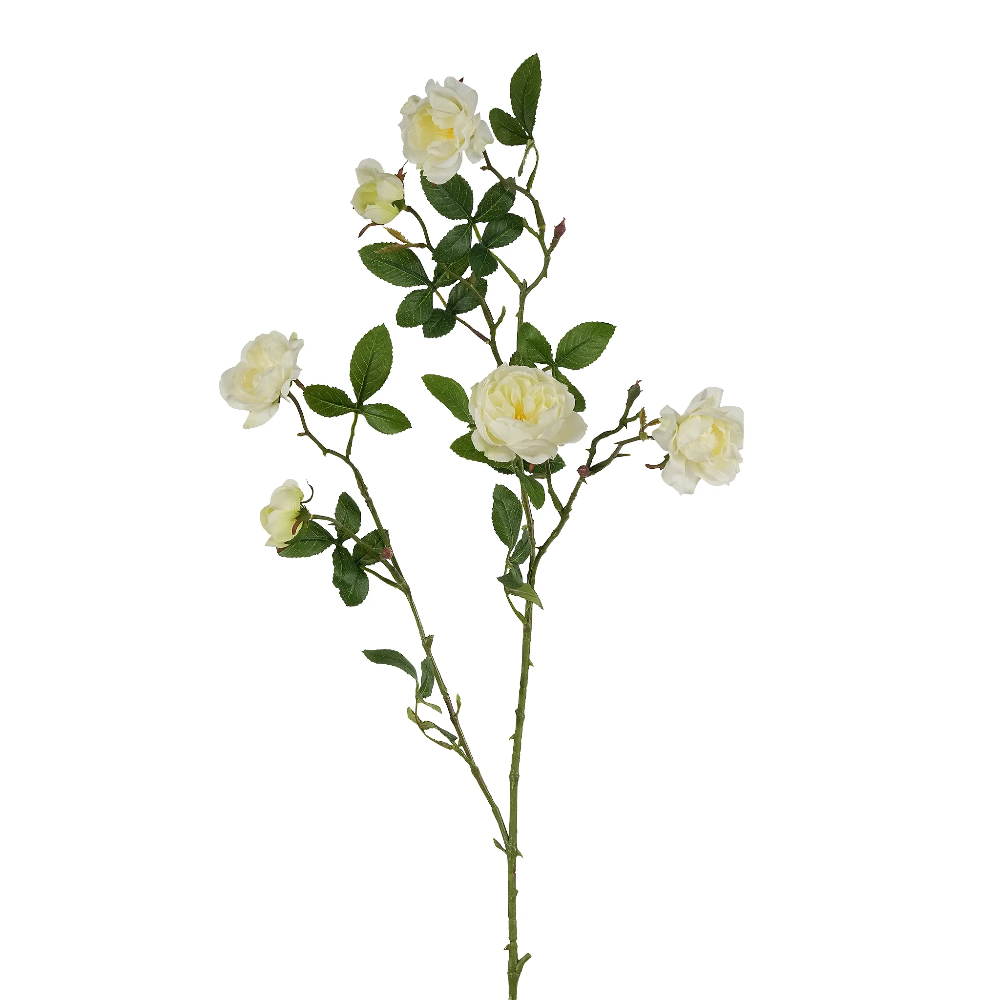 English Rose