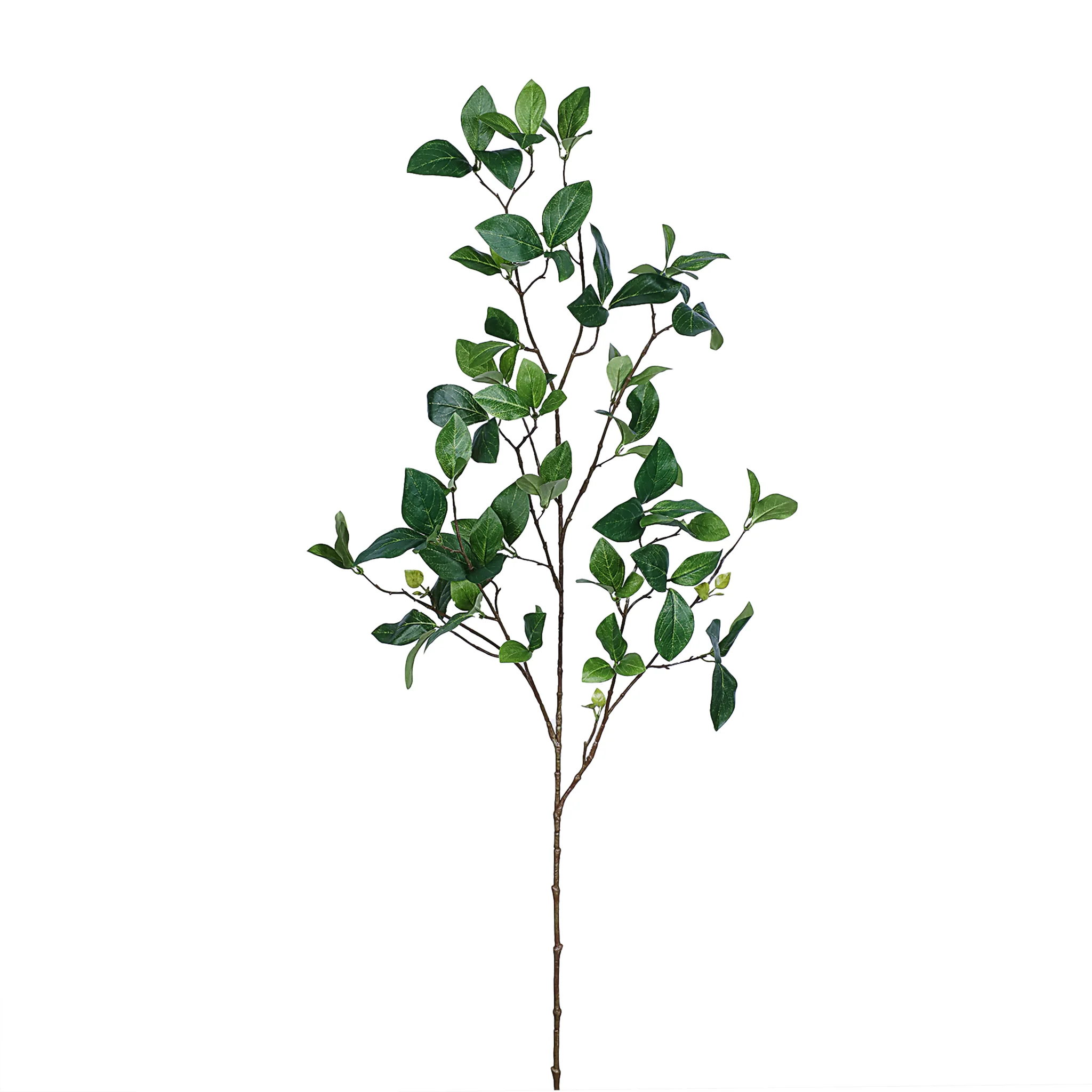 Enkianthus Leaves Spray