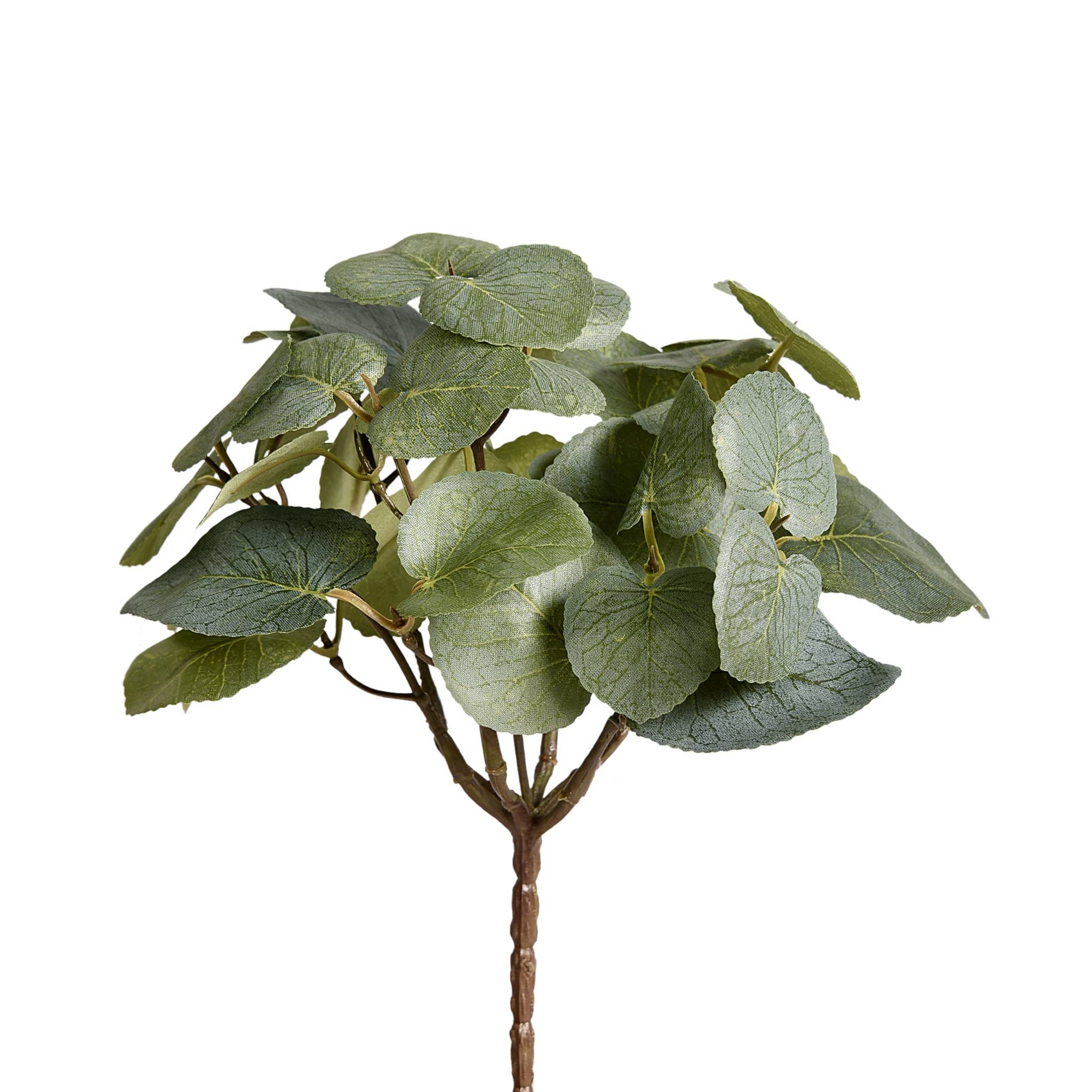 Eucalyptus