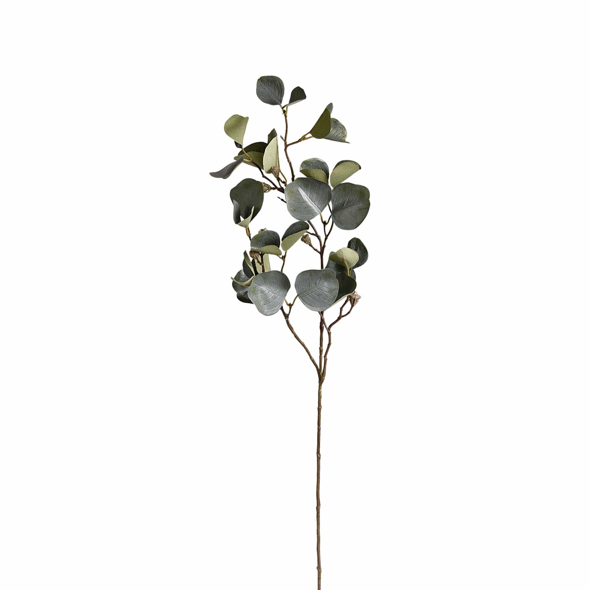 Eucalyptus