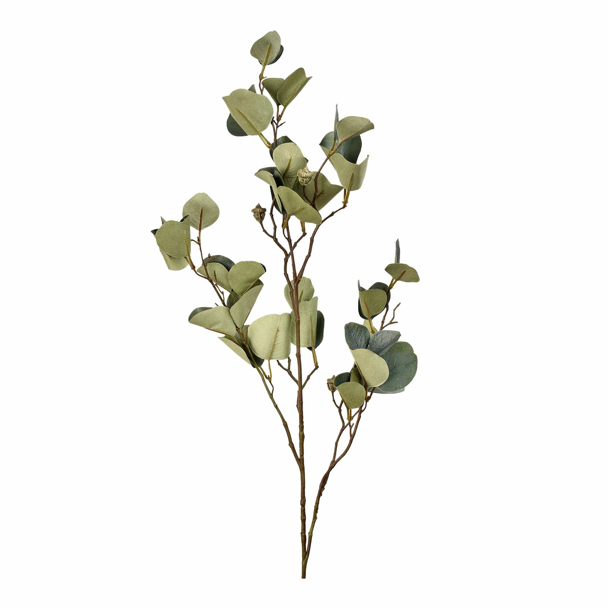 Eucalyptus