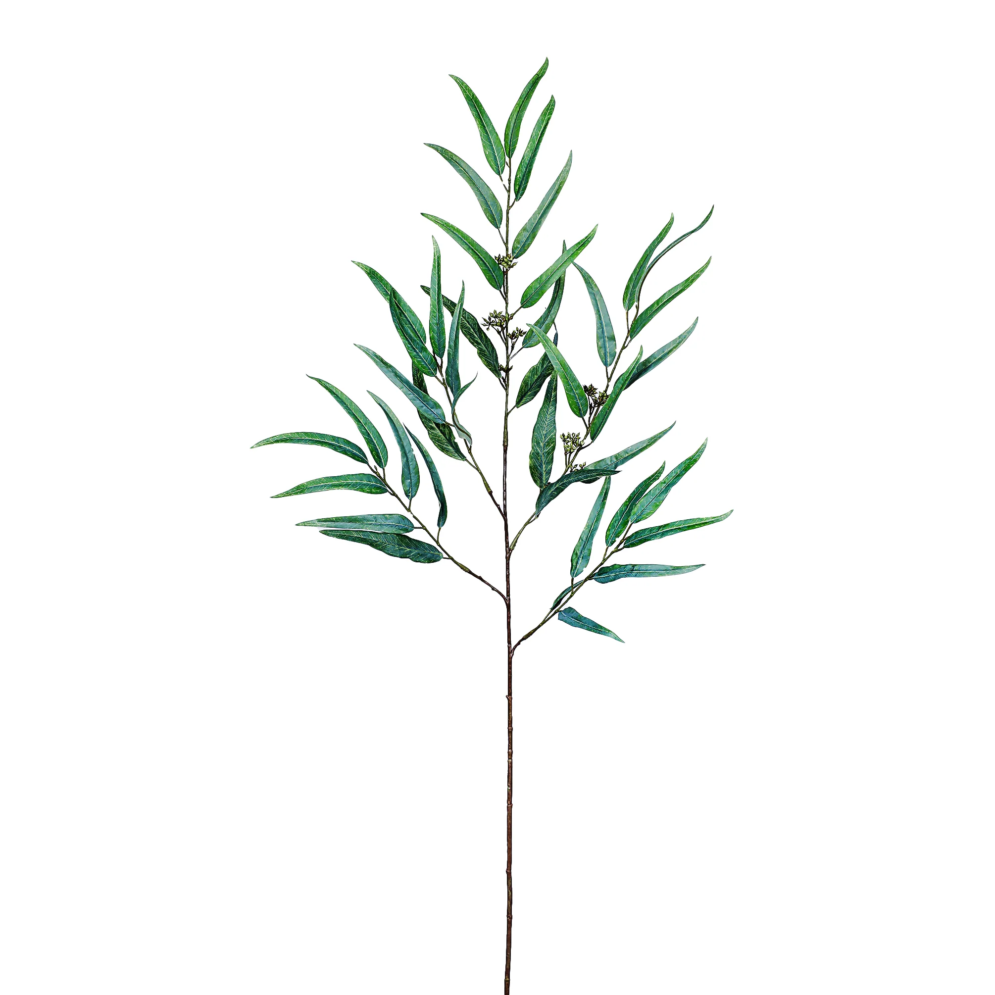 Eucalyptus Spray