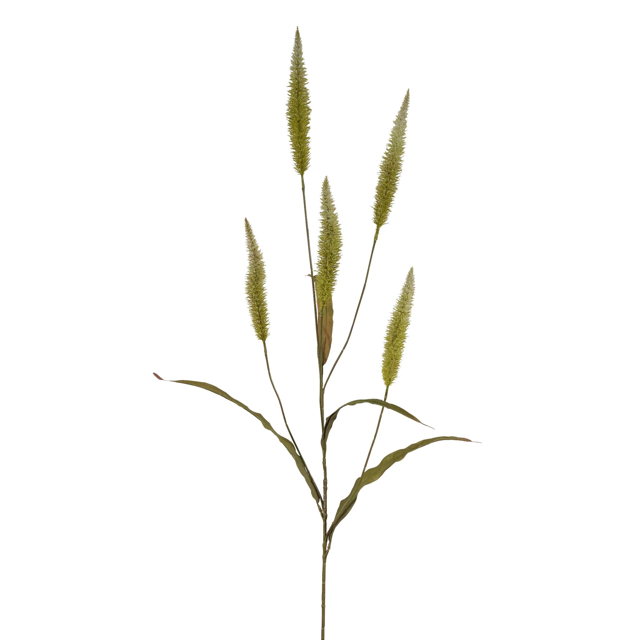 Pennisetum Spray