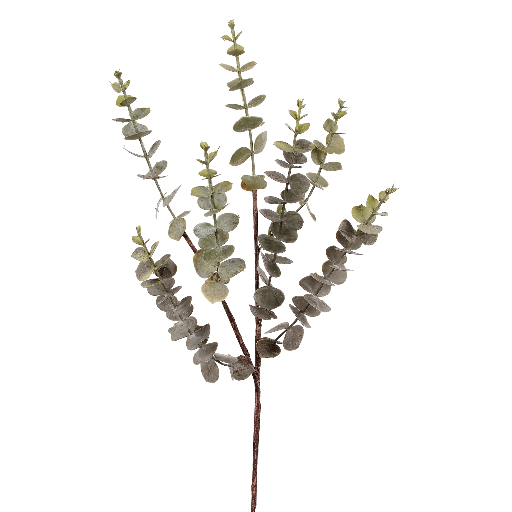 Eucalyptus Spray