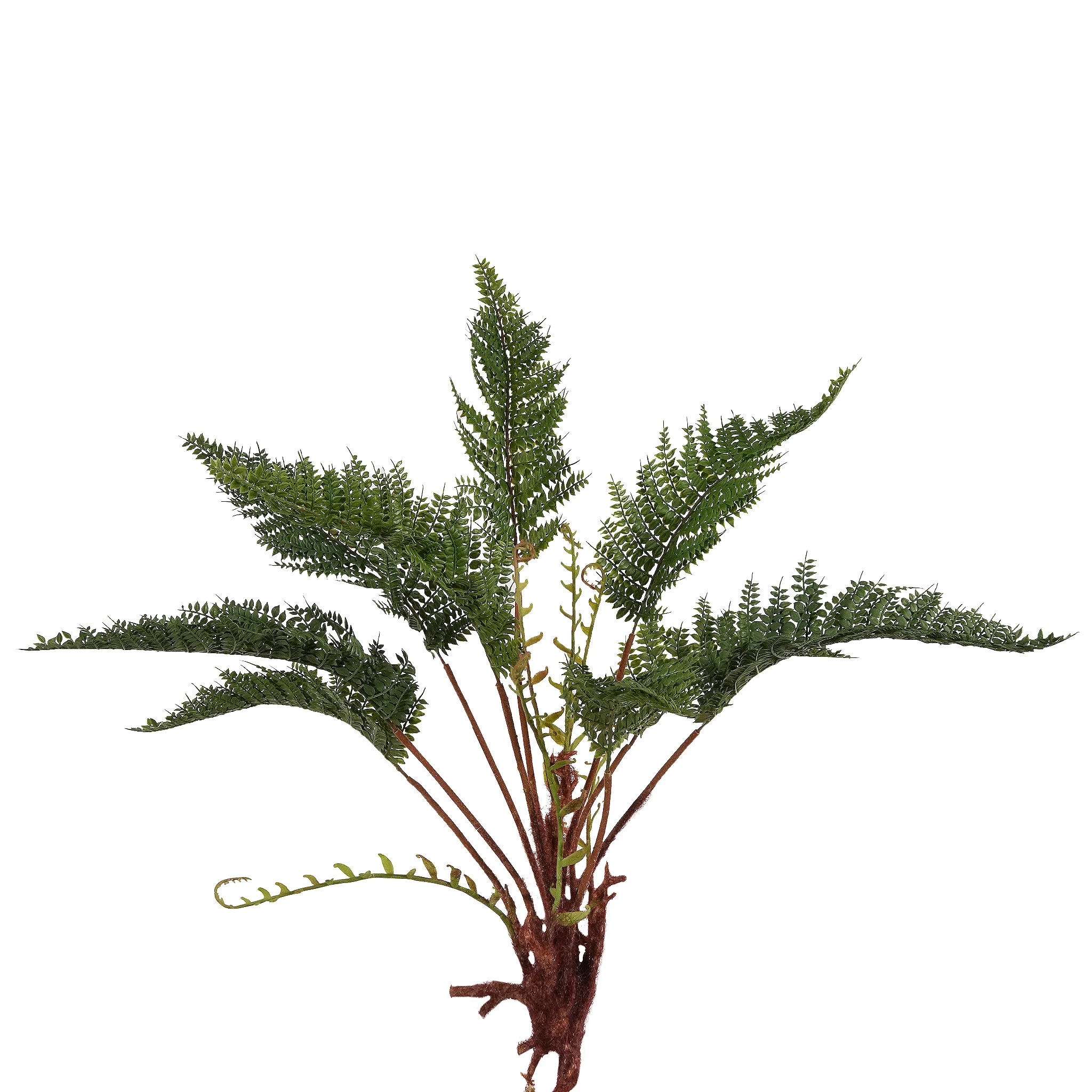 Fern Bush