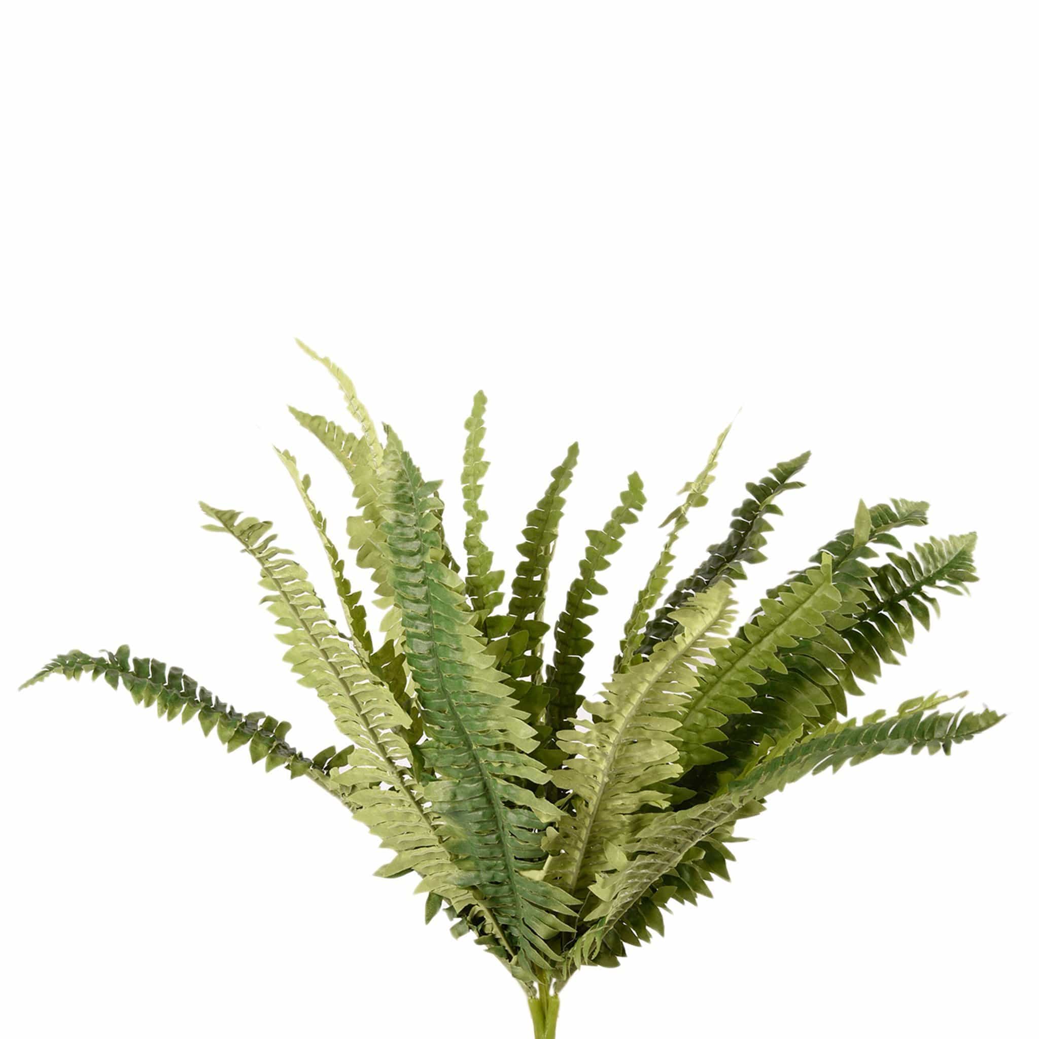 Fern