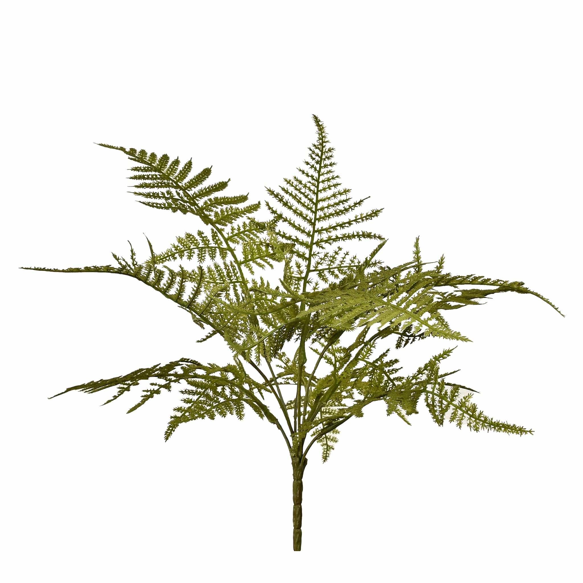 Fern