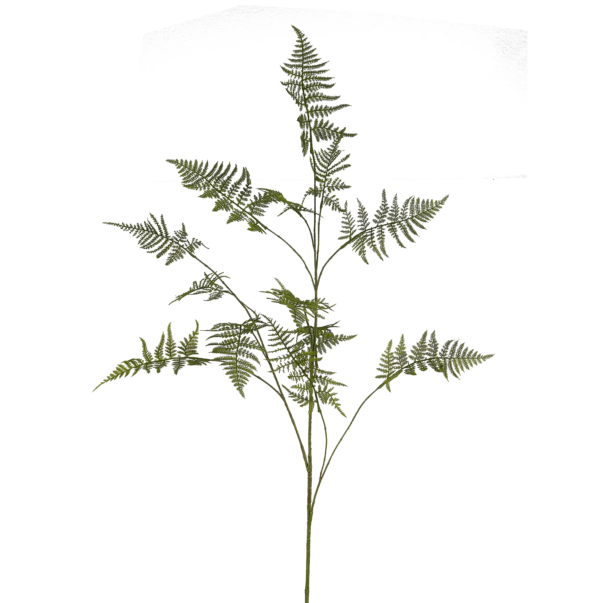 Fern