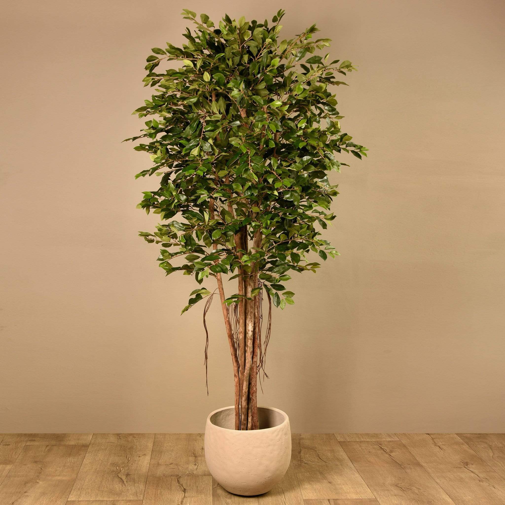 Artificial Ficus Retusa Tree 210cm