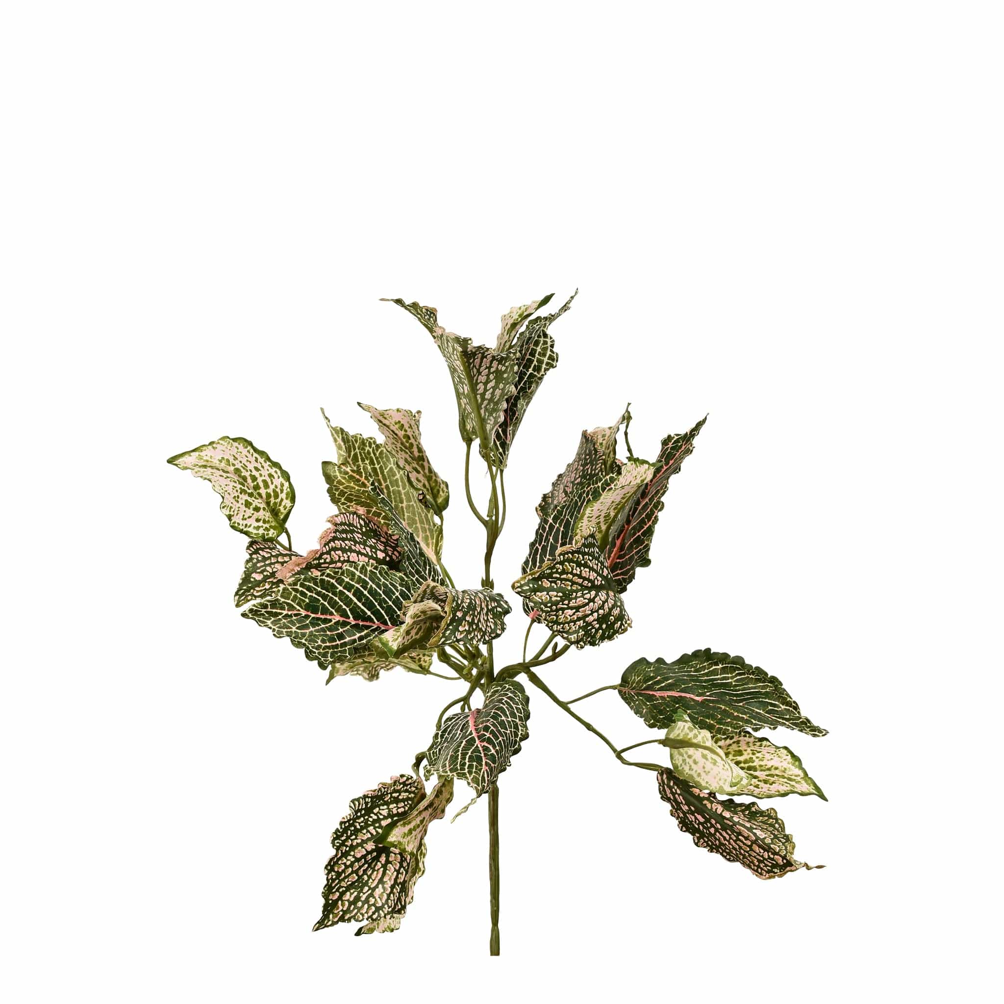 Fittonia