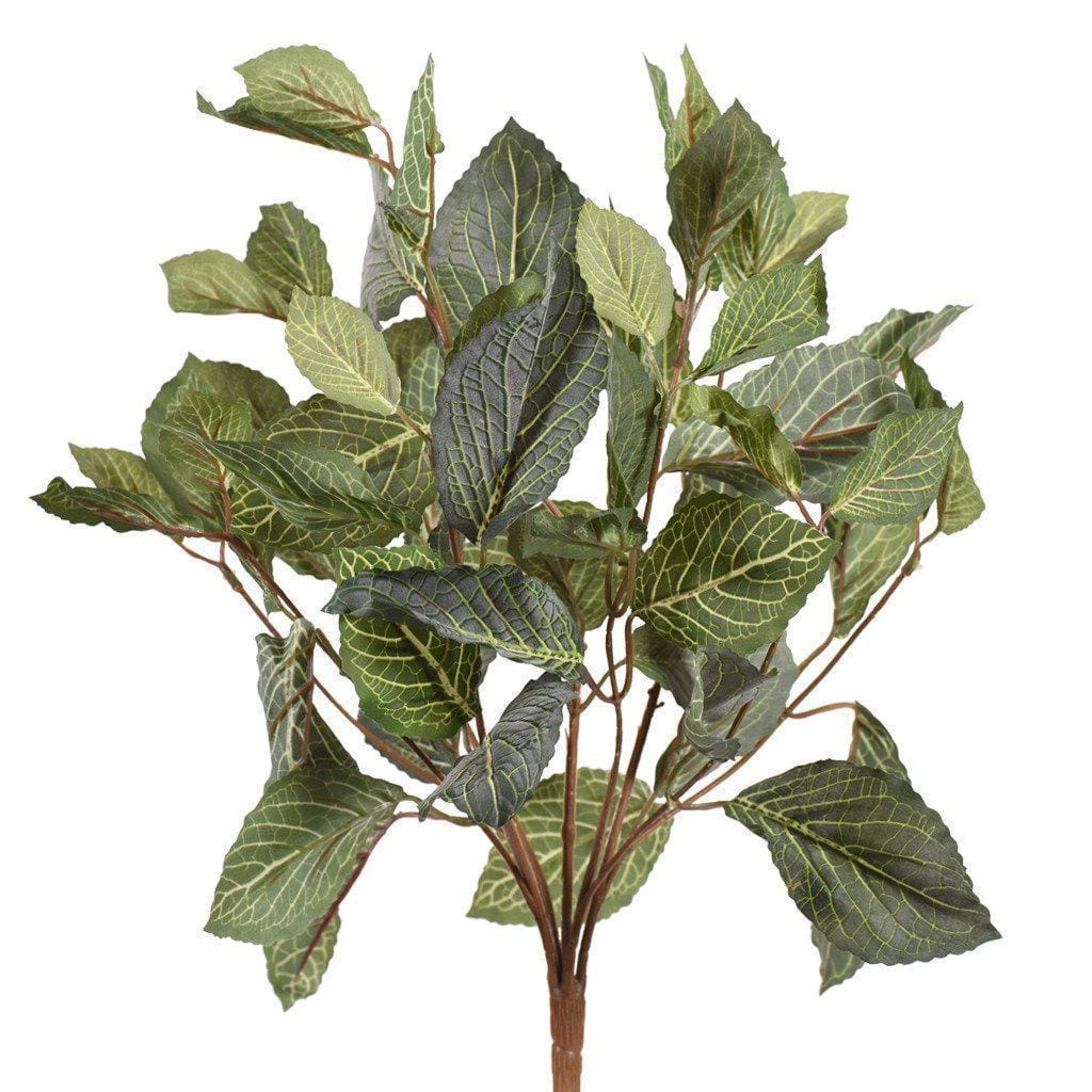 Fittonia