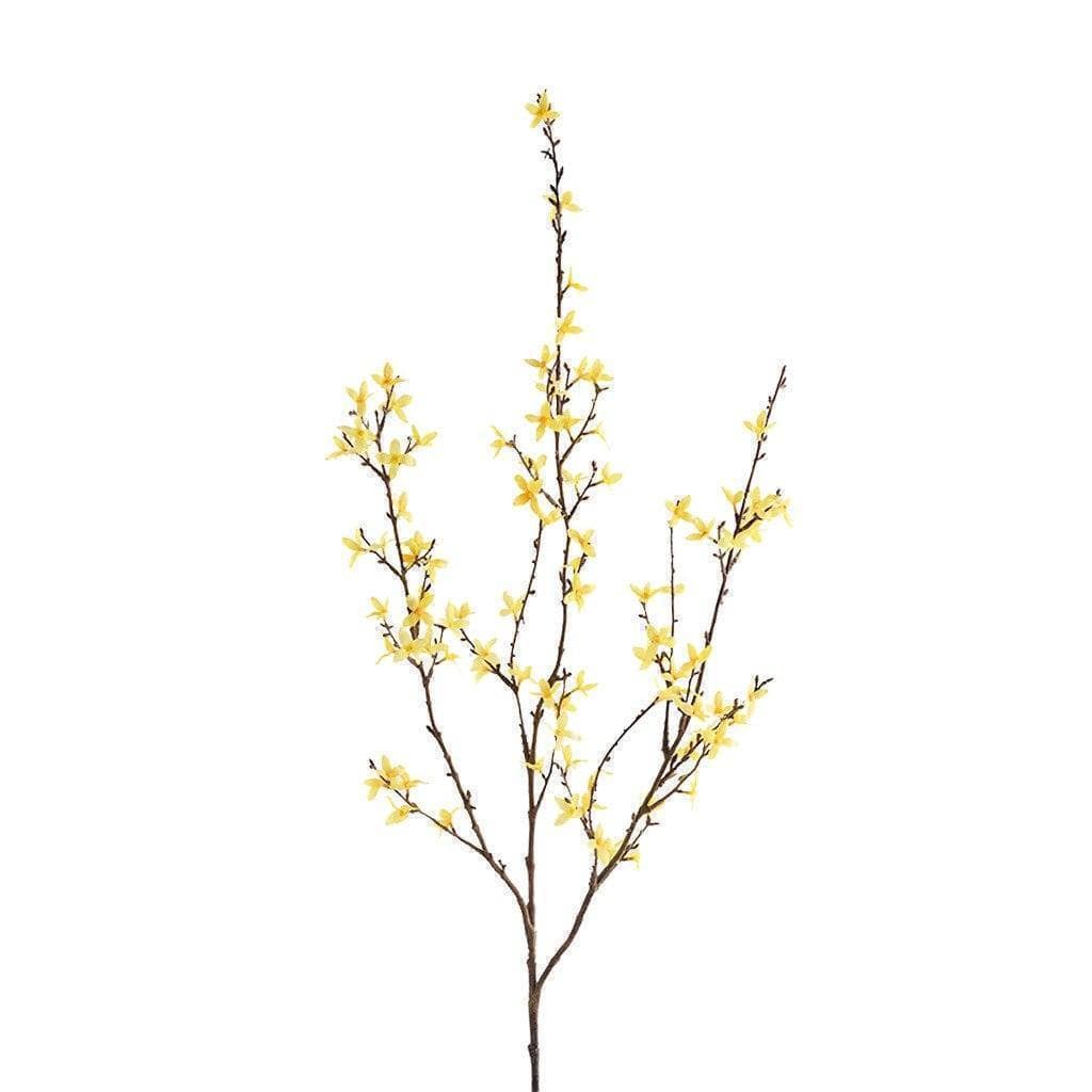 Forsythia