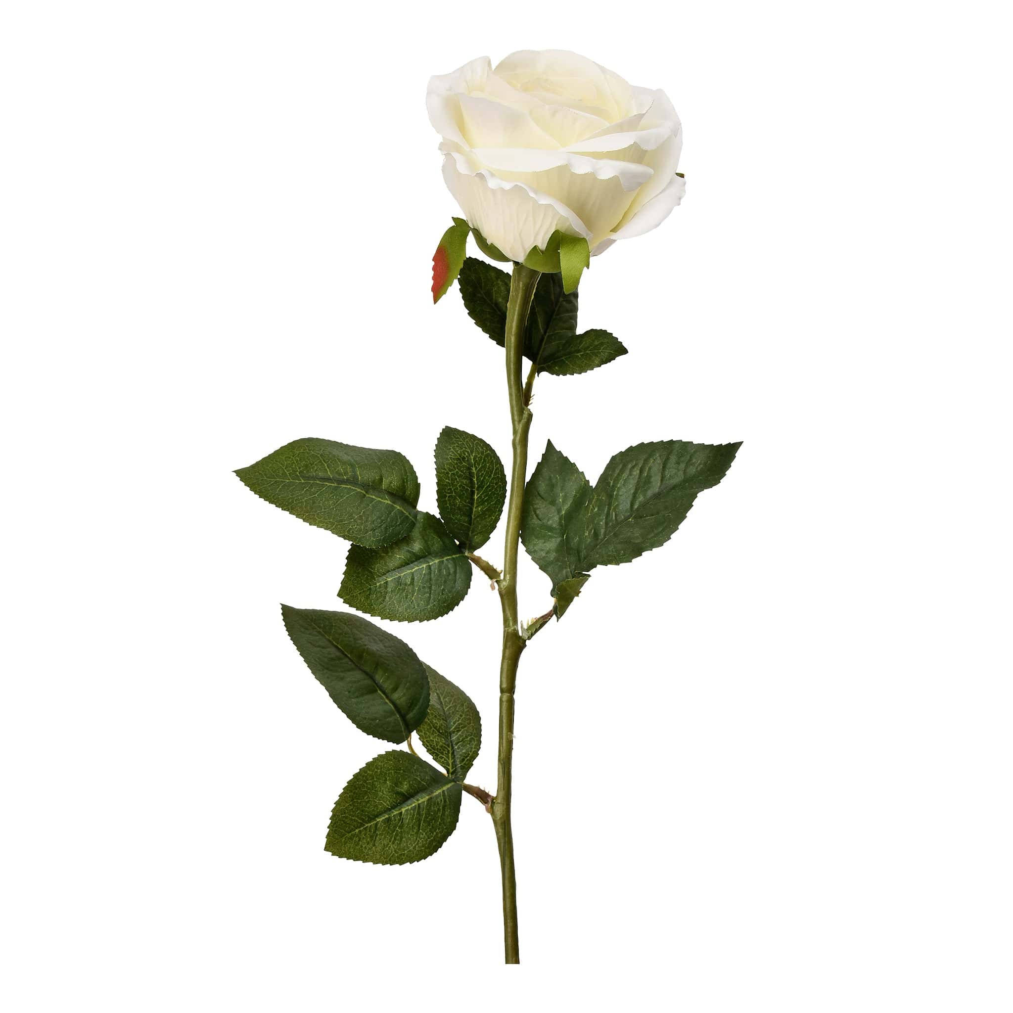 French Rose