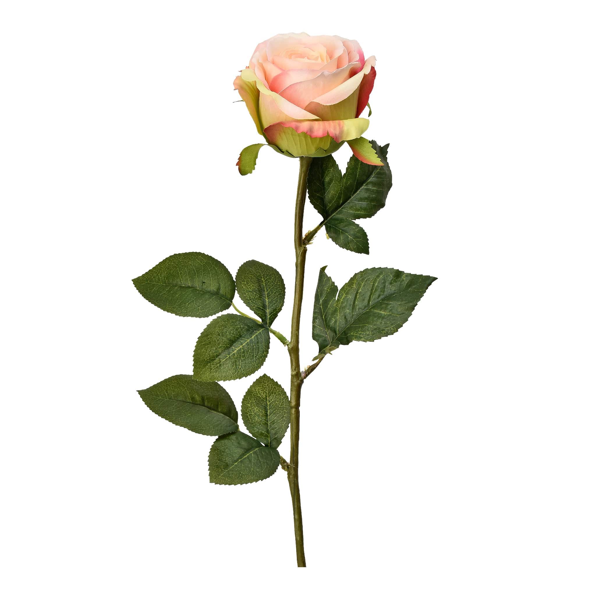 French Rose - Image 5
