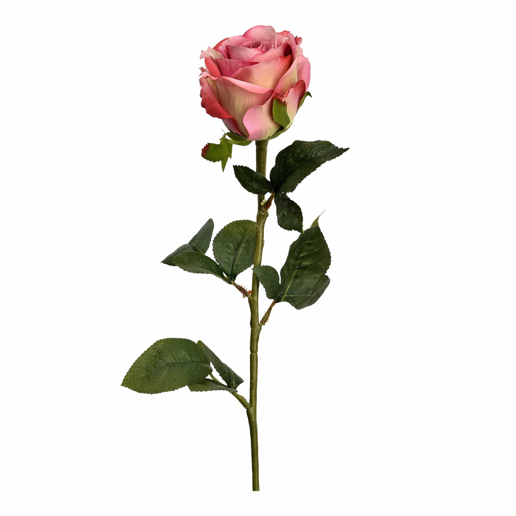 French Rose - Image 6
