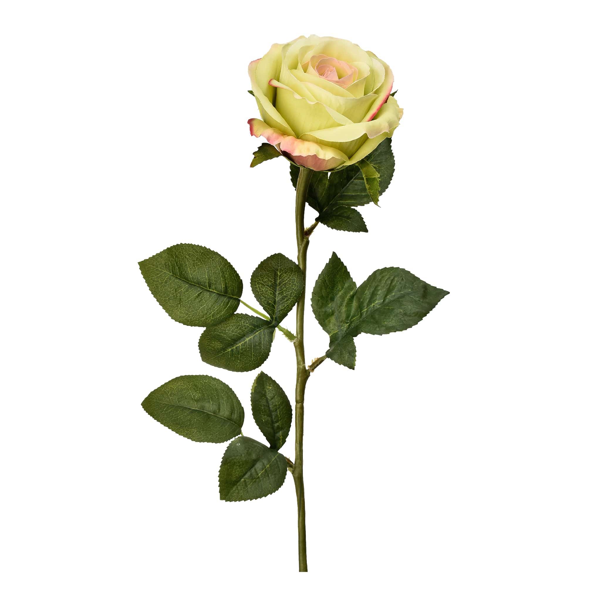 French Rose - Image 8