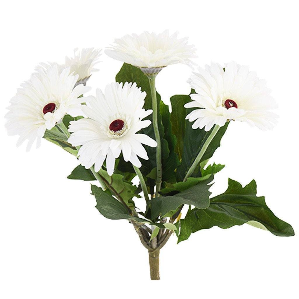 Gerbera