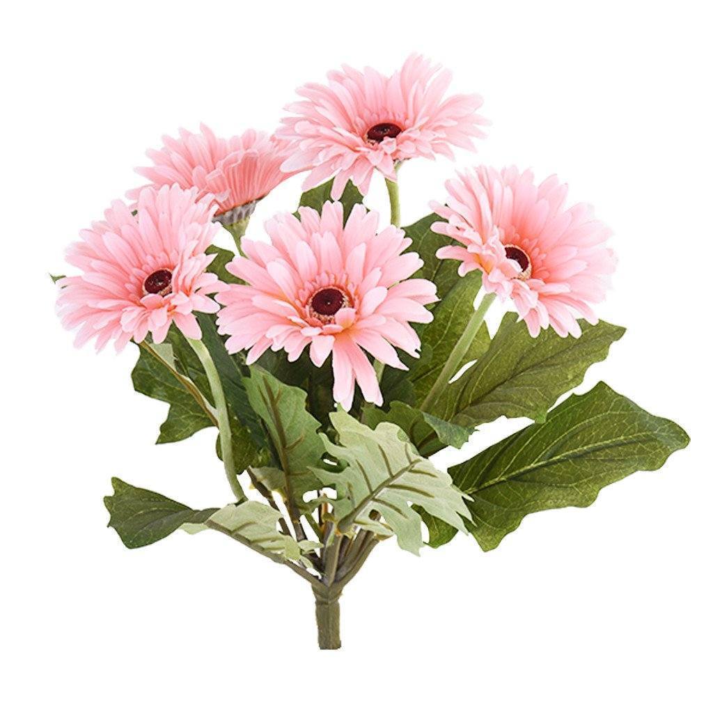 Gerbera - Image 2