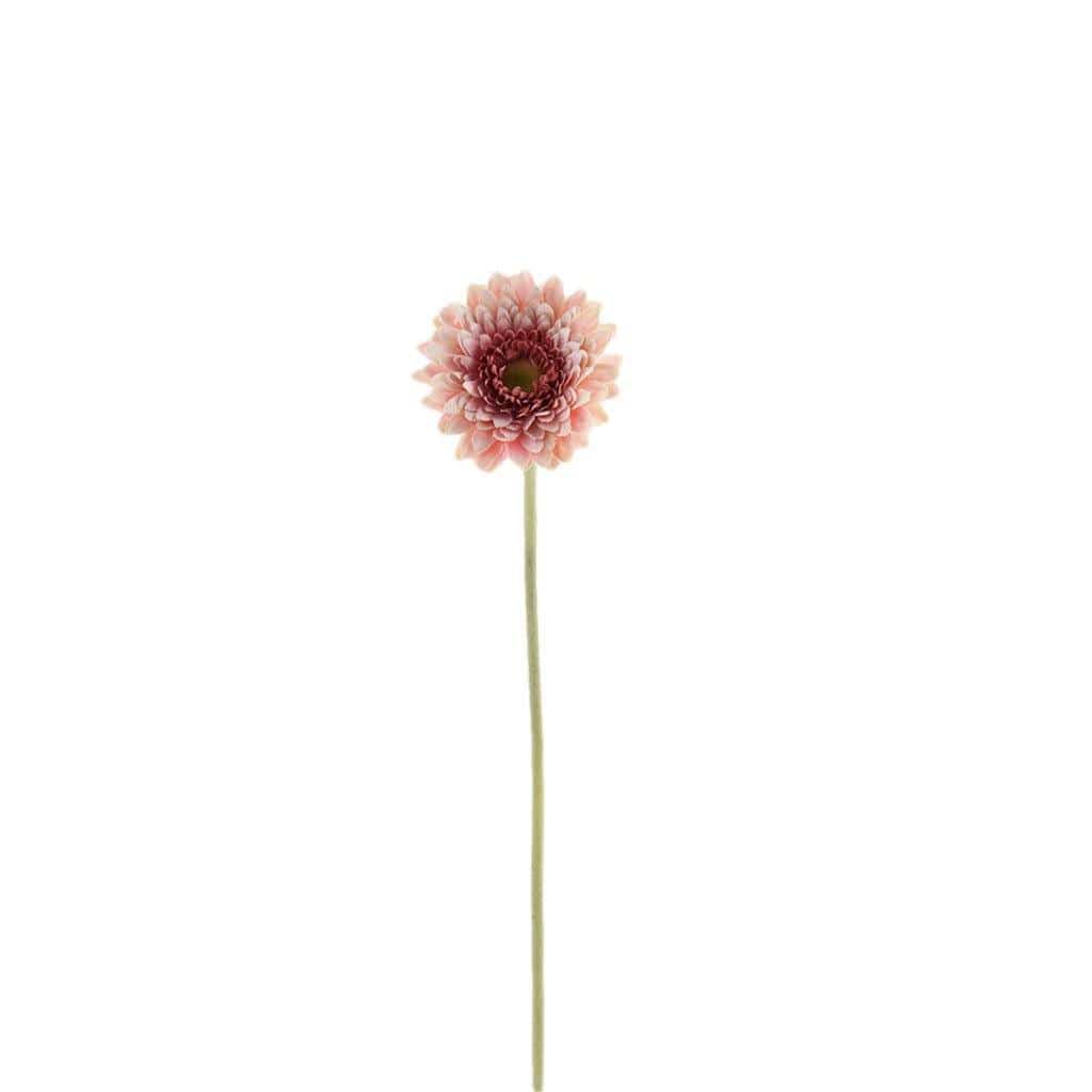 Gerbera