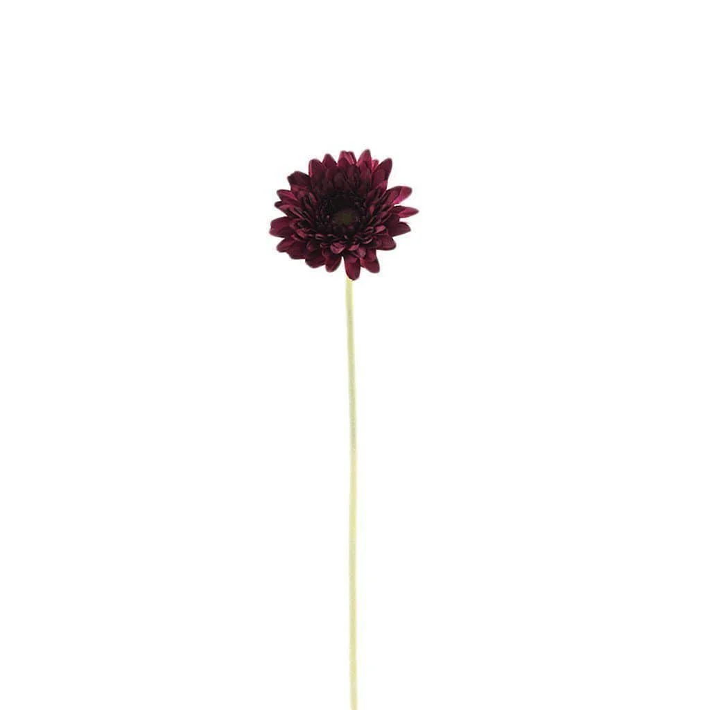Gerbera
