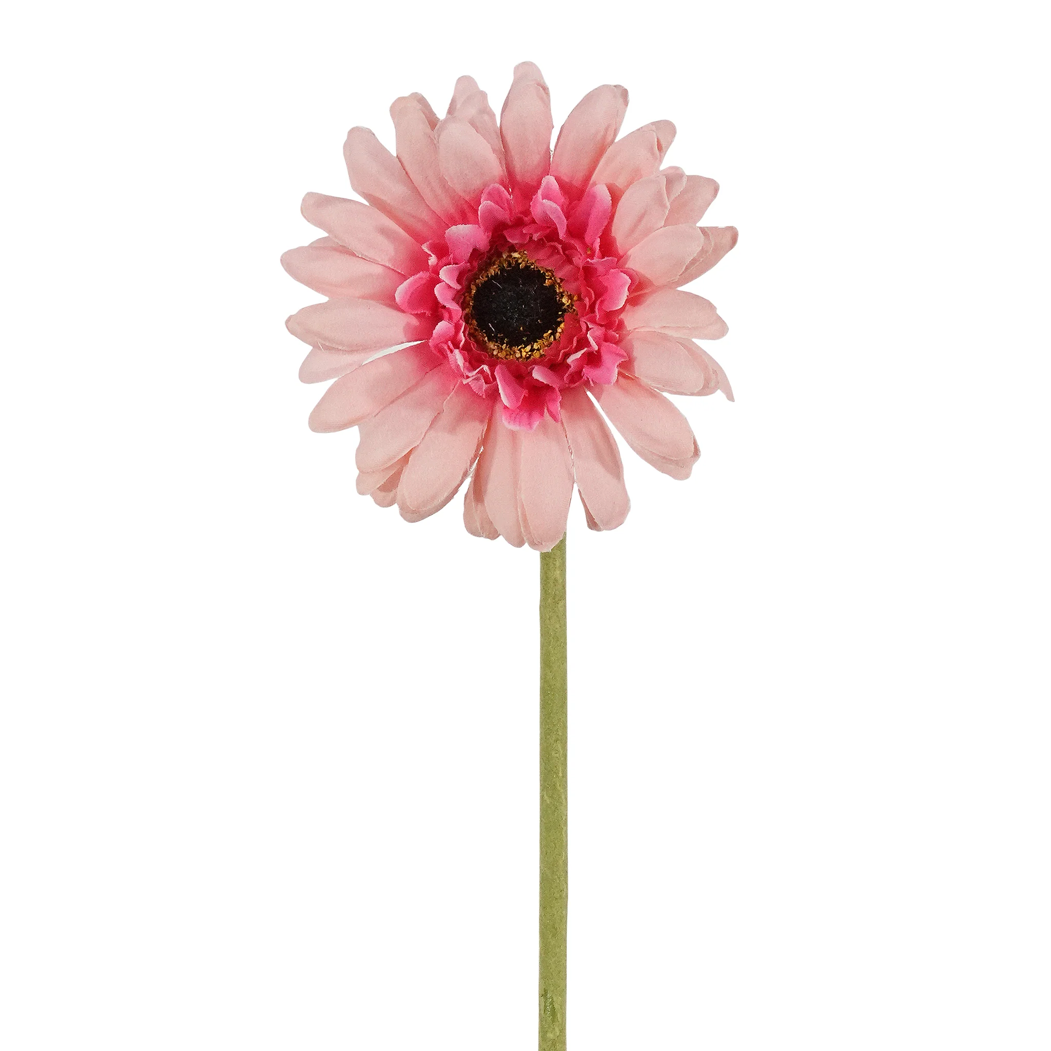 Gerbera