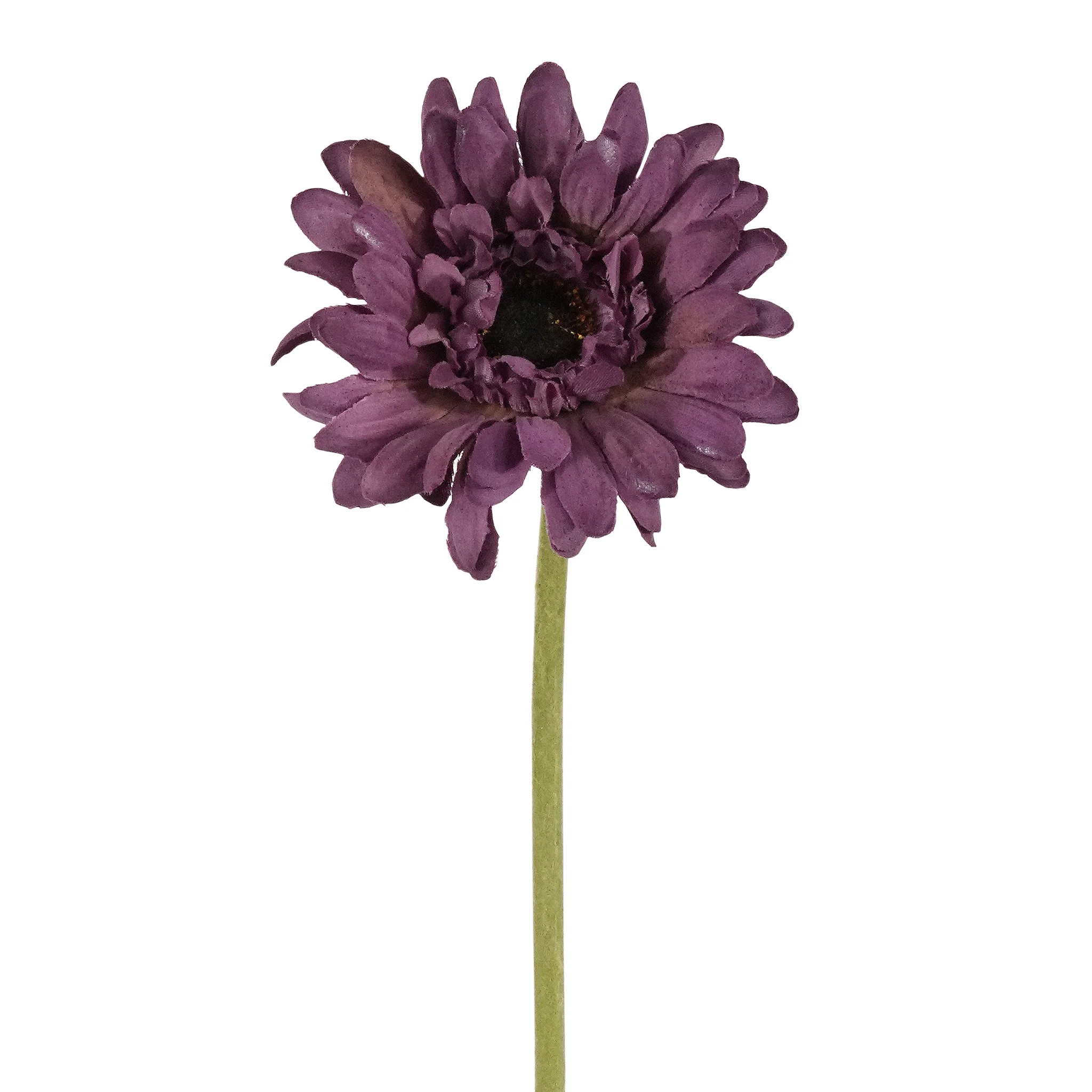 Gerbera