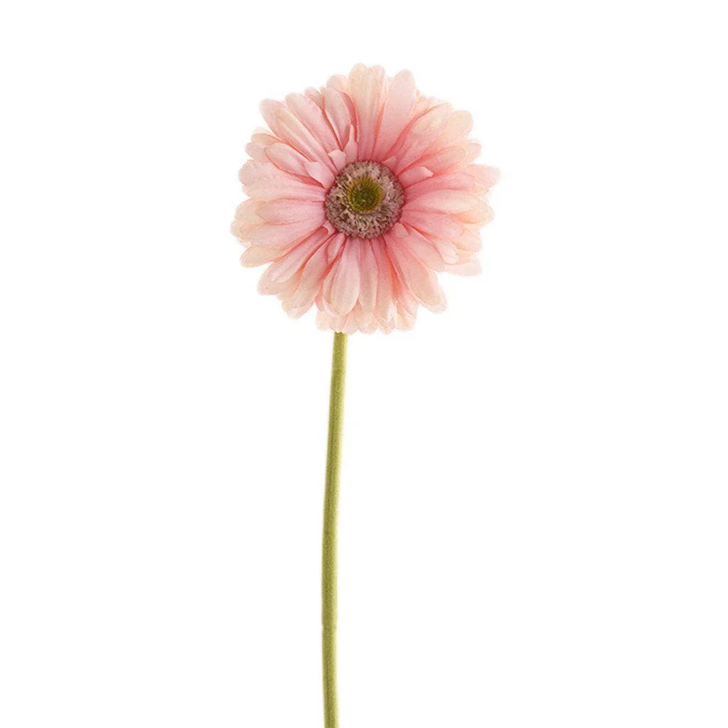 Gerbera Daisy - Image 2