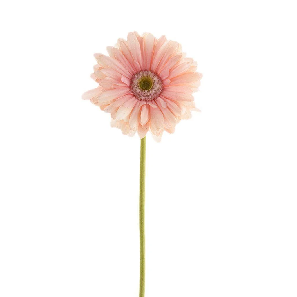 Gerbera Daisy - Image 3