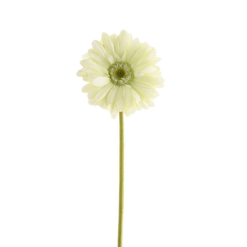 Gerbera Daisy - Image 4