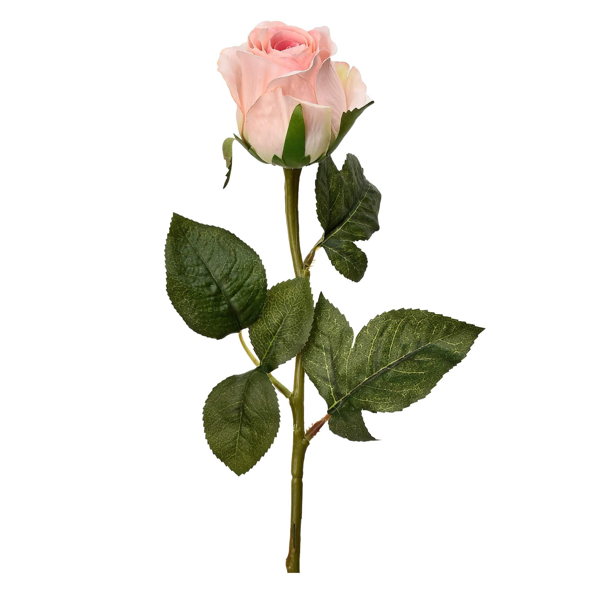 German Rose - Image 2