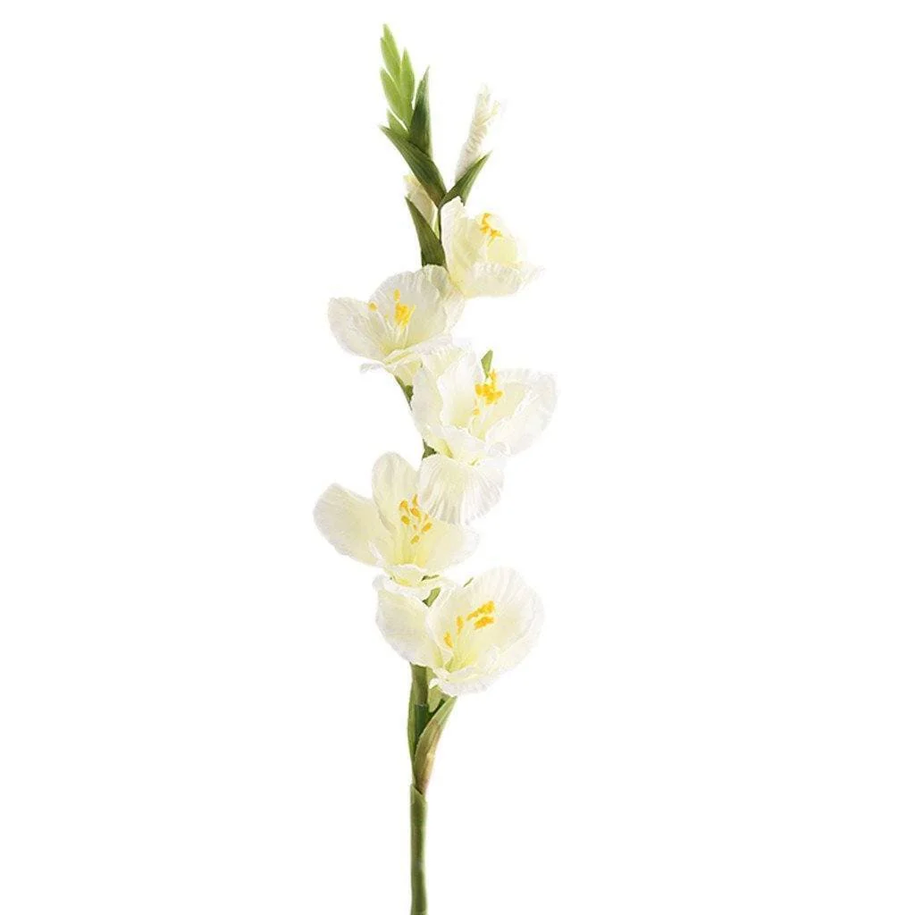 Gladiola