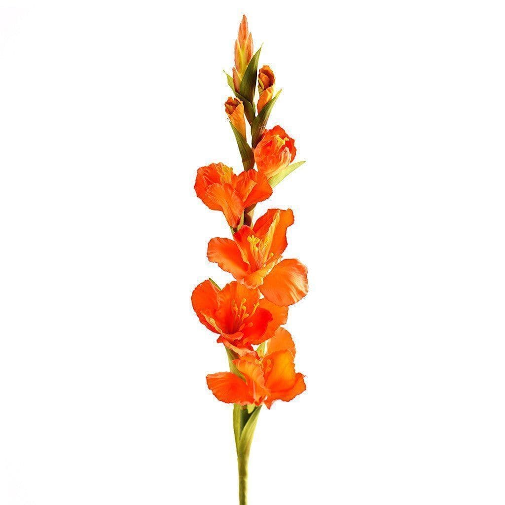 Gladiola - Image 4