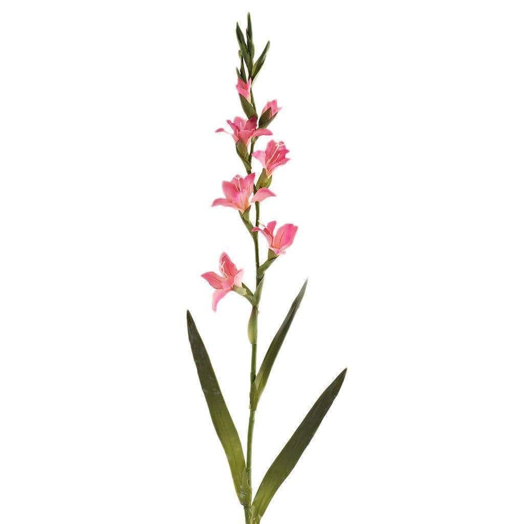 Gladiola - Image 2