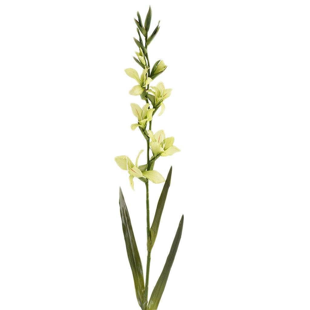 Gladiola - Image 3
