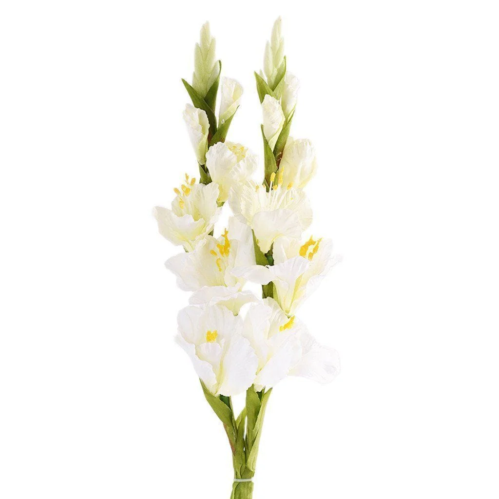 Gladiola