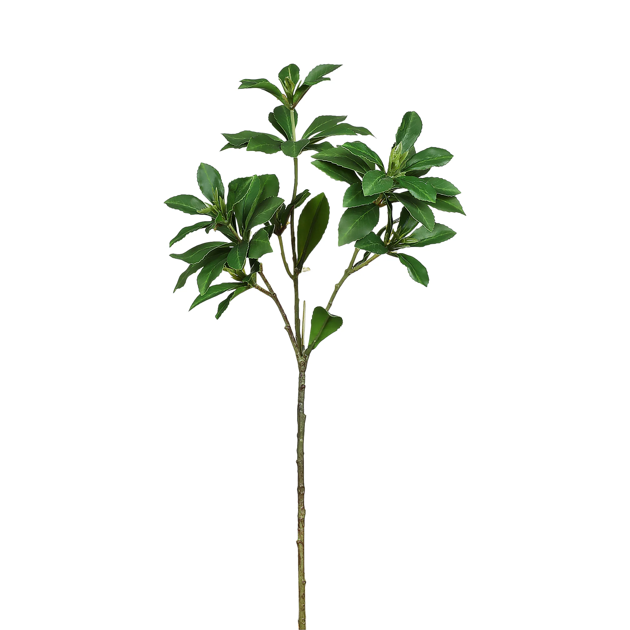 Green Branch