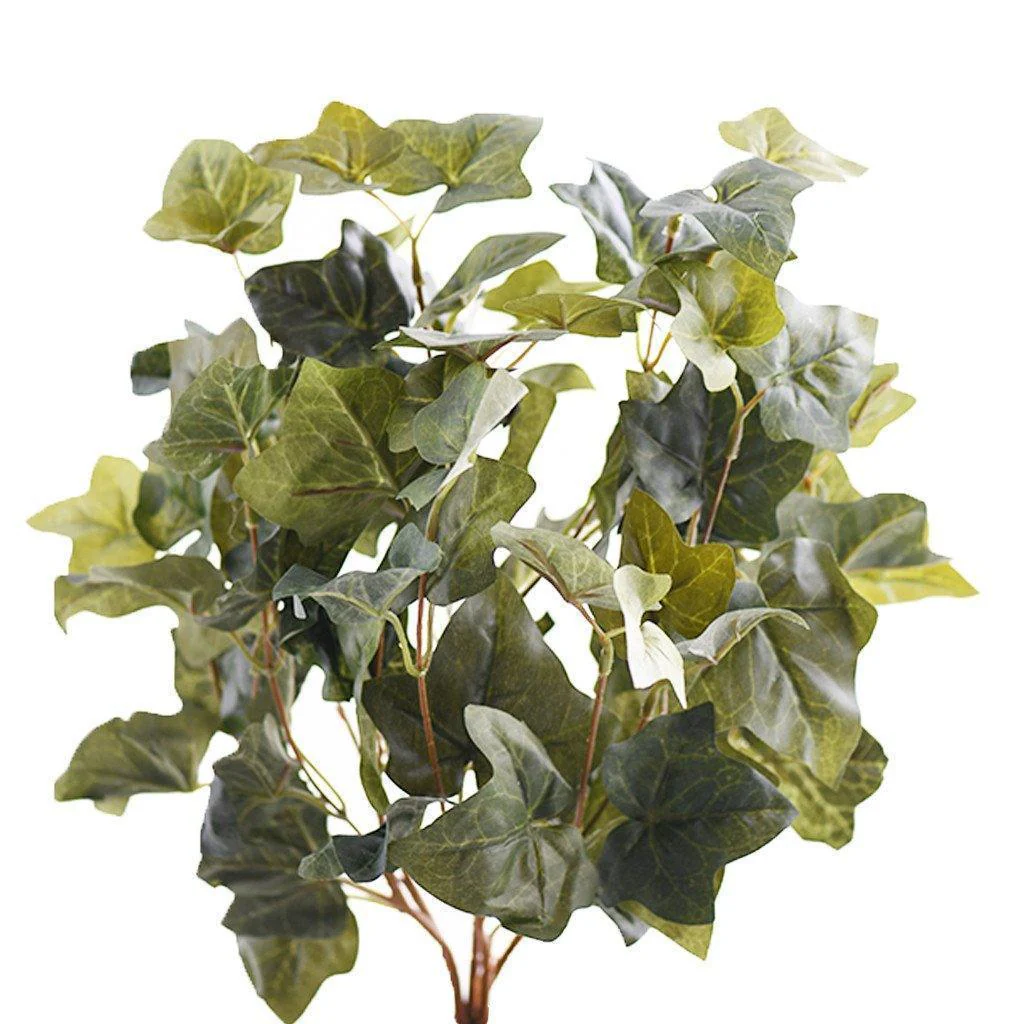 Hedera