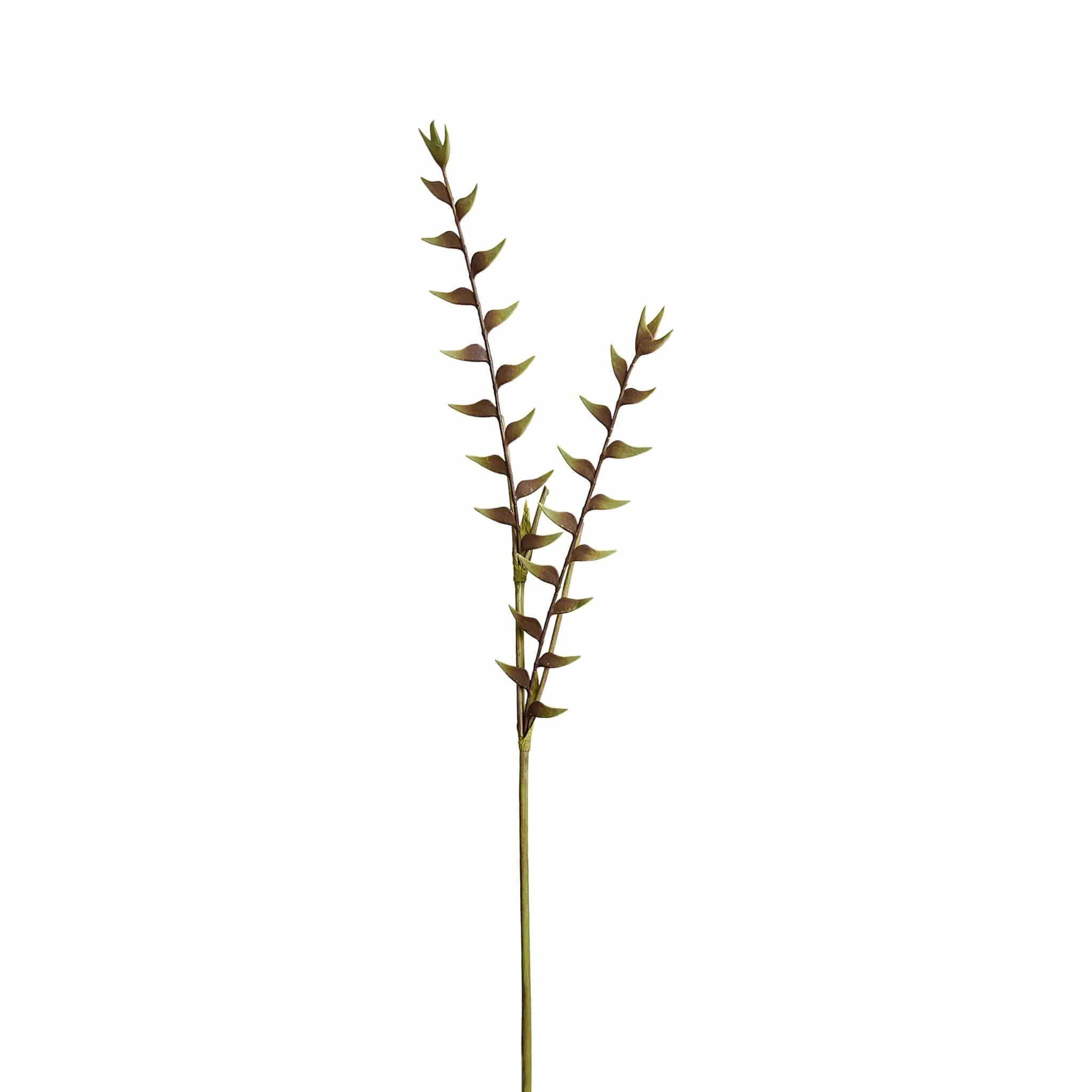 Heliconia