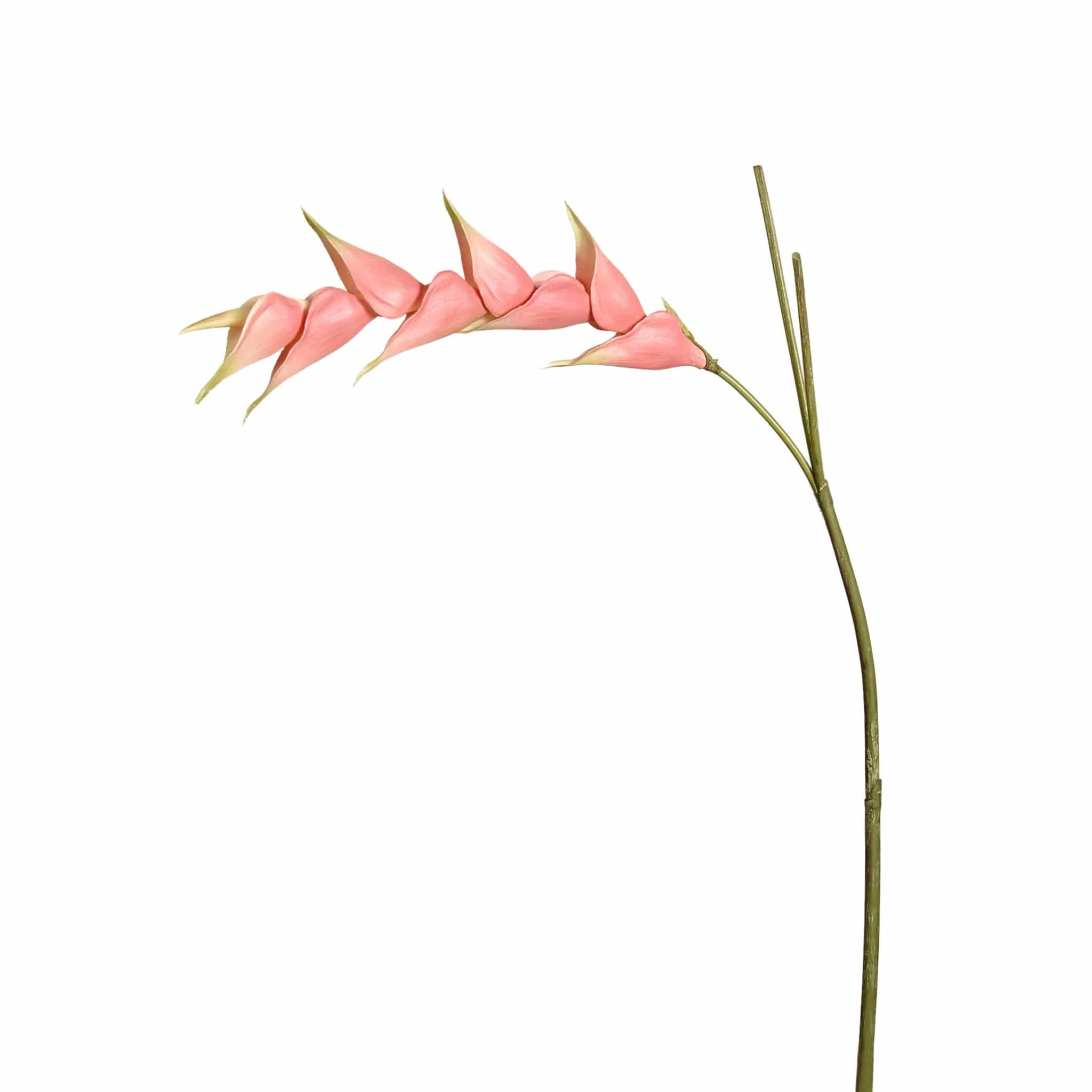 Heliconia