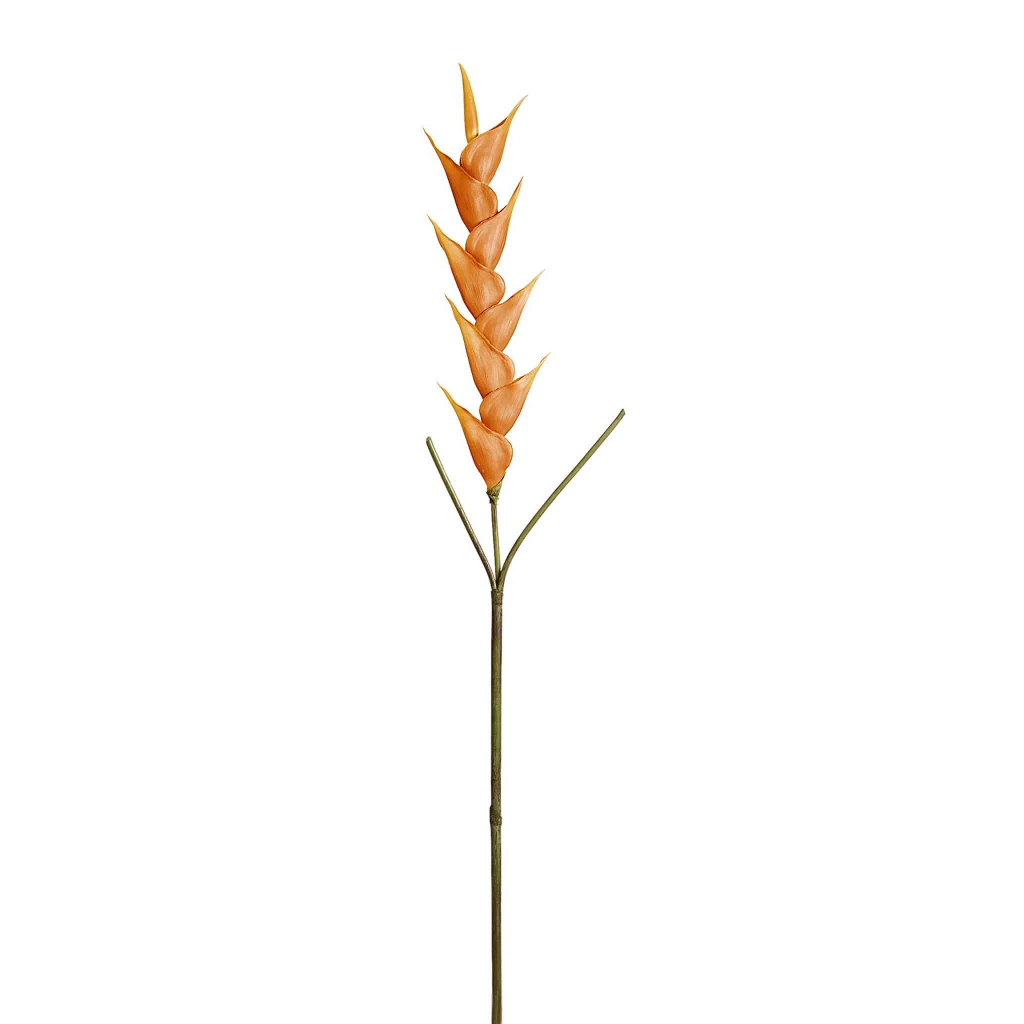 Heliconia - Image 2
