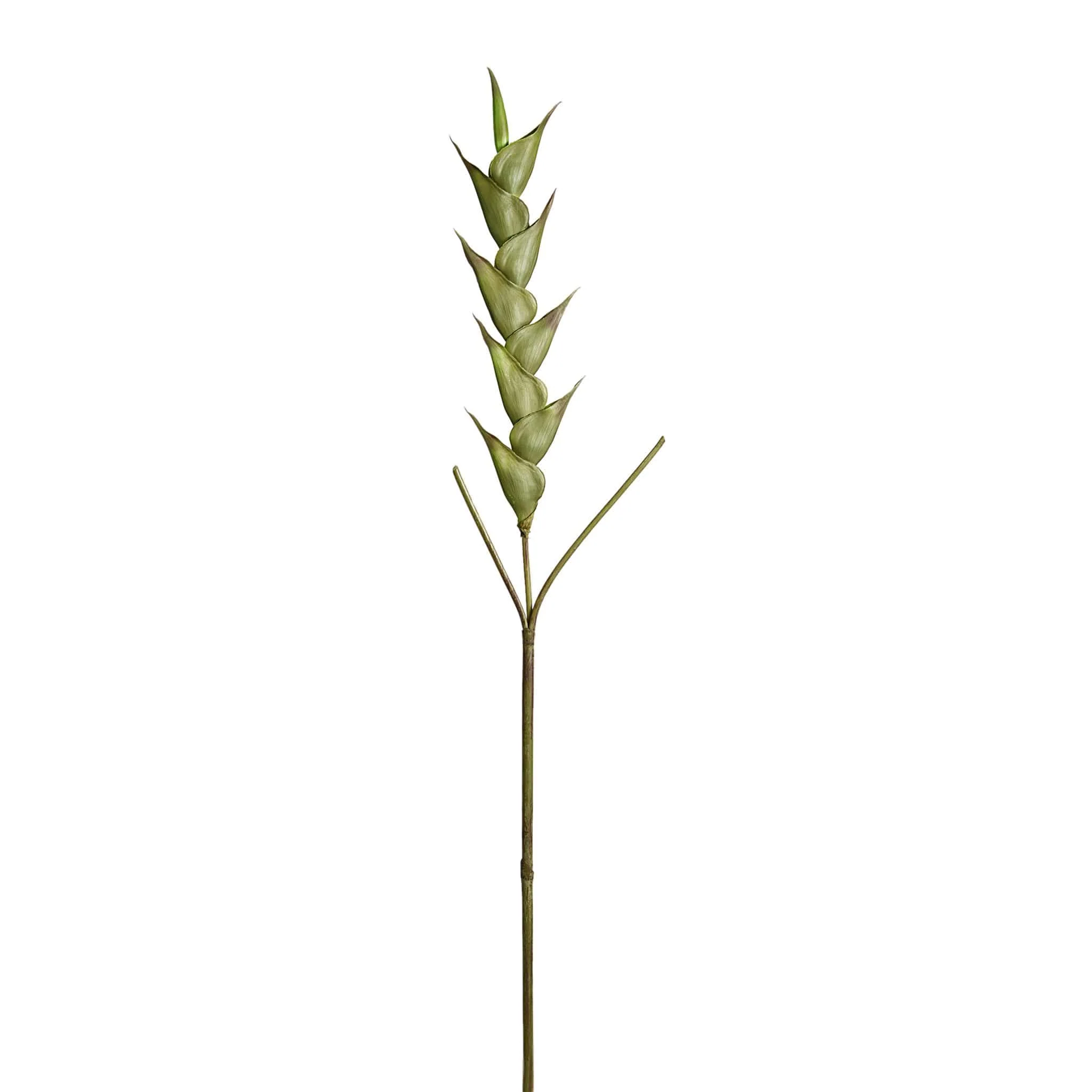 Heliconia - Image 4