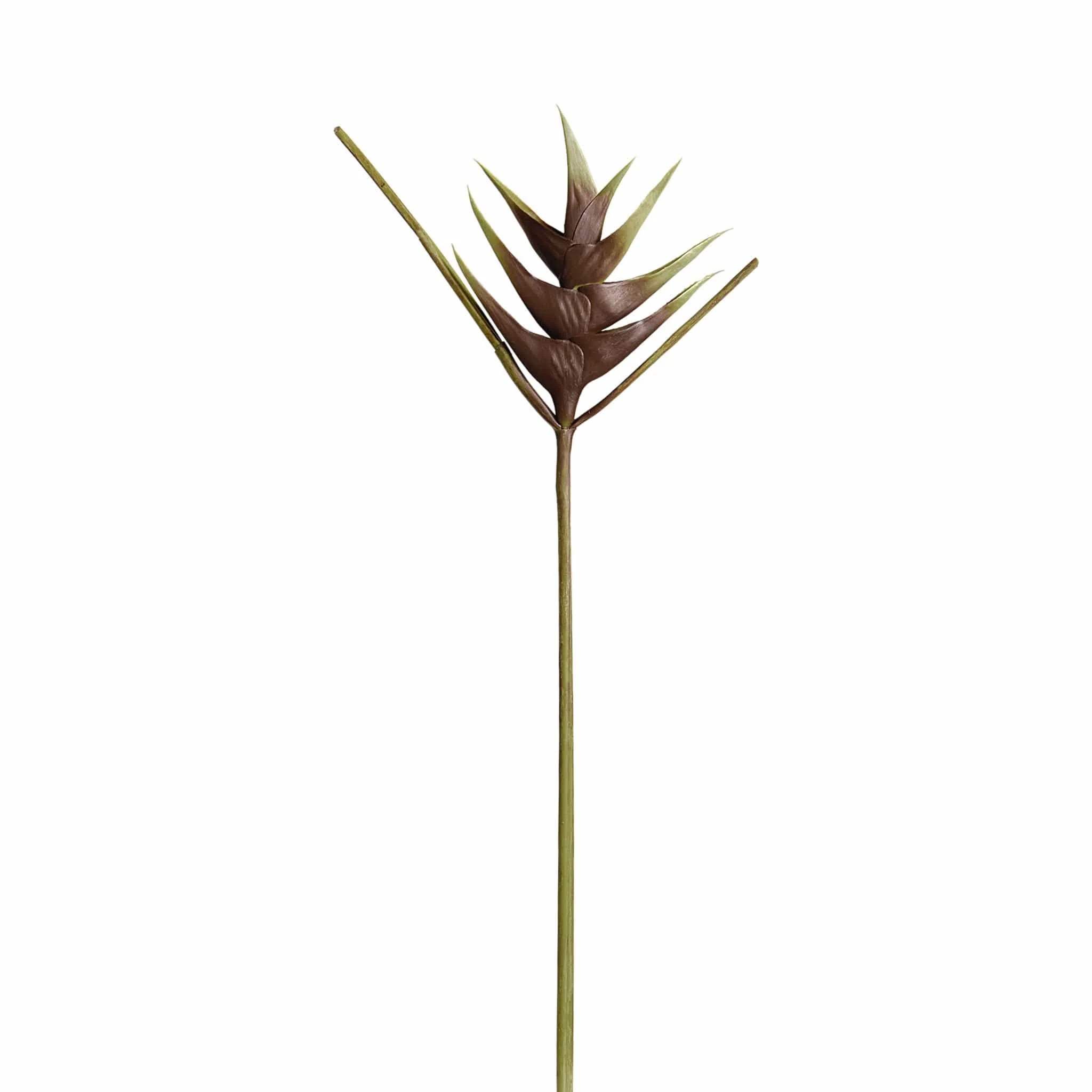 Heliconia - Image 3