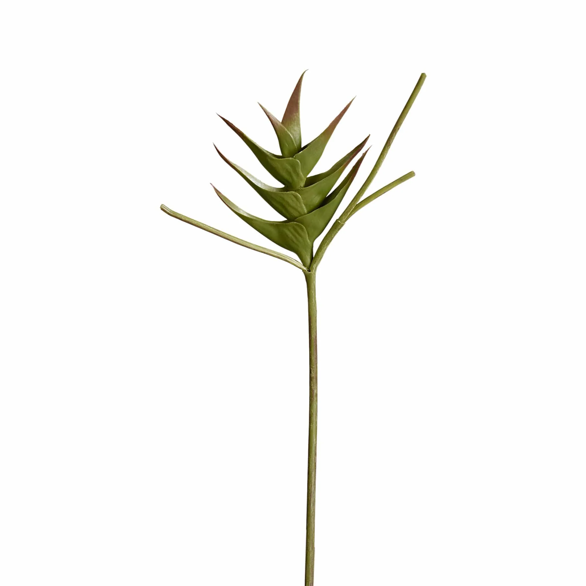 Heliconia - Image 4