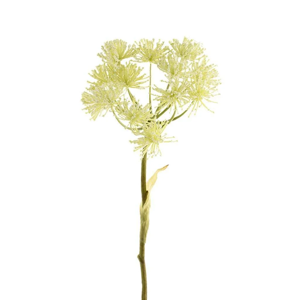 Heracleum