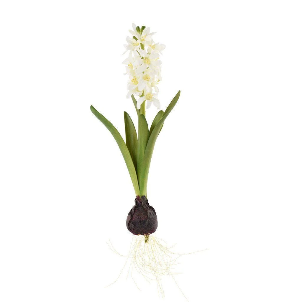 Hyacinth with Bulb