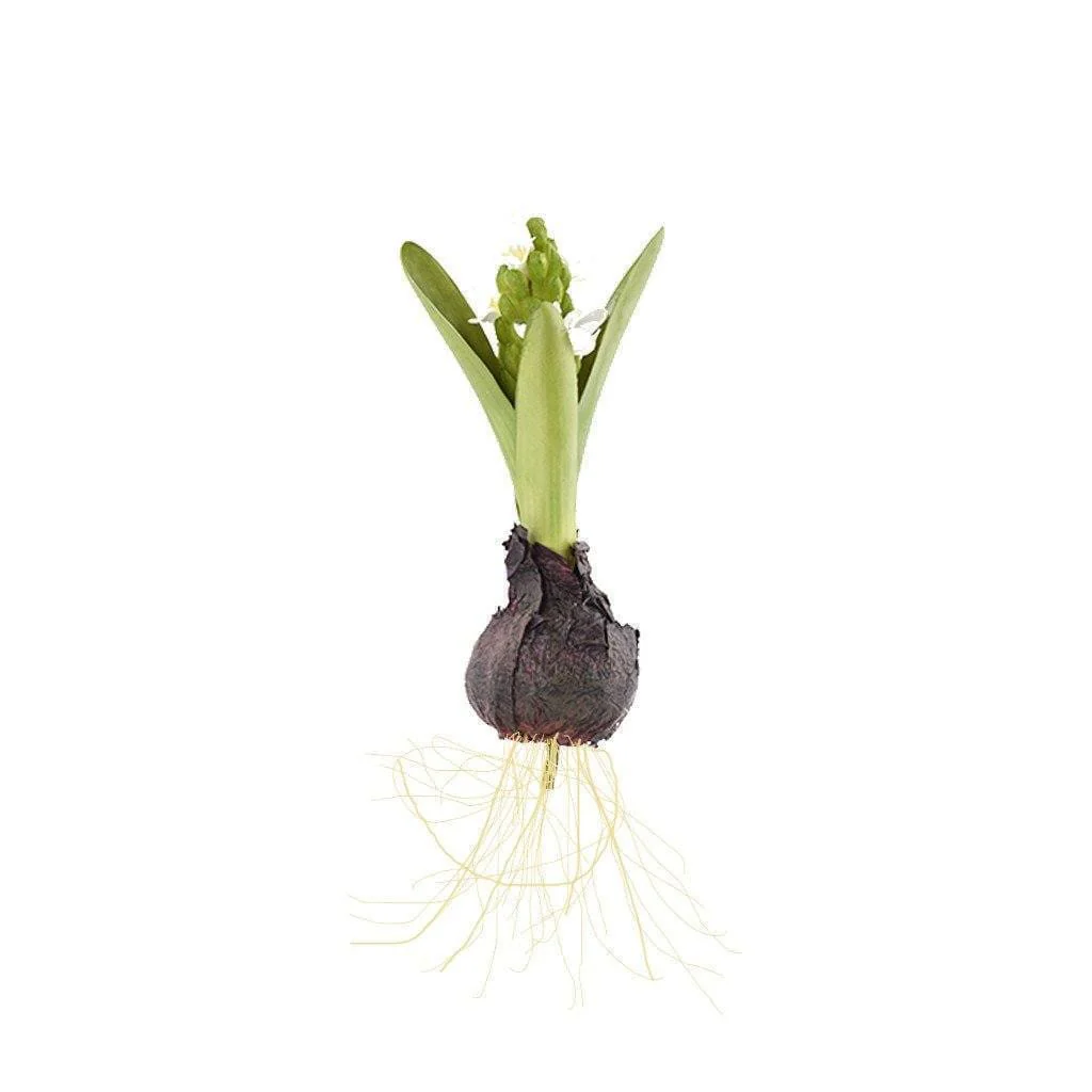 Hyacinth with Bulb
